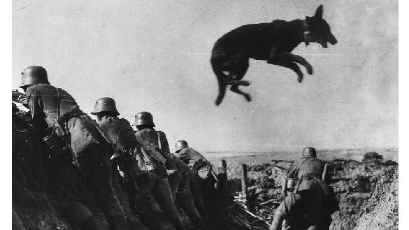 ​Как собаки порвали полк фашистов