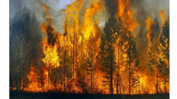 Выживание: Правила поведения при пожаре в лесу